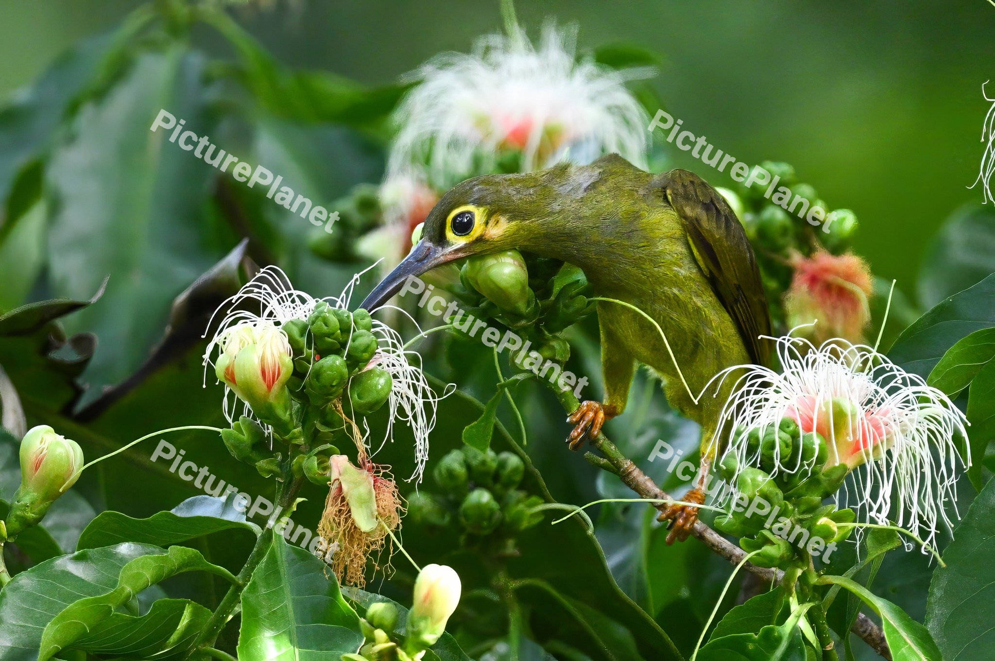 Spiderhunter Bird